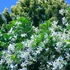 Kép 3/7 - Csillagjázmin !Kapura futtatva! (Trachelospermum jasminoides)