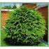 Kép 2/4 - Arany oregoni hamisciprus (Chamaecyparis lawsoniana 'Ellwood's)