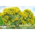 Kép 2/5 - Ezüst akácia (Acacia dealbata) 250cm+