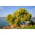 Kép 4/5 - Ezüst akácia (Acacia dealbata) 250cm+