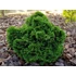 Kép 3/5 - Hinoki japán hamisciprus KIFEJLETT 40-60 cm (Chamaecyparis obtusa Nana 'Gracilis' )