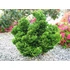 Kép 1/5 - Hinoki japán hamisciprus KIFEJLETT 40-60 cm (Chamaecyparis obtusa Nana 'Gracilis' )