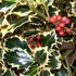 Kép 4/5 - Tarkalevelű magyal hatalmas lombkoronával - Ilex aquifolium Argenteomarginata