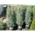Kép 4/6 - Ír oszlopos boróka 40-60cm (Juniperus communis 'Hibernica')