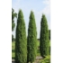 Kép 5/6 - Ír oszlopos boróka 40-60cm (Juniperus communis 'Hibernica')