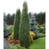 Kép 6/6 - Ír oszlopos boróka 40-60cm (Juniperus communis 'Hibernica')
