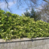 Kép 1/4 - Tarkalevelű Japán babérsom 40-50cm - Aucuba Japonica crotonifolia