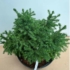 Kép 3/10 - Japánciprus vagy Szugifenyő 10-15cm (Cryptomeria japonica Vilmoriniana)