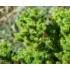 Kép 6/10 - Japánciprus vagy Szugifenyő 10-15cm (Cryptomeria japonica Vilmoriniana)