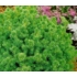 Kép 7/10 - Japánciprus vagy Szugifenyő 10-15cm (Cryptomeria japonica Vilmoriniana)