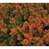 Kép 8/10 - Japánciprus vagy Szugifenyő 10-15cm (Cryptomeria japonica Vilmoriniana)