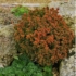 Kép 10/10 - Japánciprus vagy Szugifenyő 10-15cm (Cryptomeria japonica Vilmoriniana)