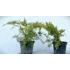Kép 2/5 - Óarany terülő boróka 20-30 cm (Juniperus Chinensis Old Gold)