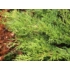 Kép 4/5 - Óarany terülő boróka 20-30 cm (Juniperus Chinensis Old Gold)