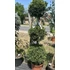 Kép 3/3 - Sárga leylandi ciprus 150+ cm, 3 gömb - Cupressocyparis leylandii cast gold