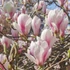 Kép 4/8 - Nagyvirágú liliomfa 125 cm+ (MAGNOLIA SOULANGIANA)