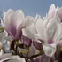 Kép 5/5 - Nagyvirágú liliomfa (MAGNOLIA SOUL. ALBA SUPERBA)