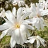 Kép 2/4 - Fehér csillagvirágú liliomfa 125 cm+ (MAGNOLIA STELLATA ”ROYAL STAR”)