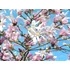 Kép 4/4 - Csillagvirágú liliomfa 125 cm+ (MAGNOLIA STELLATA ”ROSEA”)