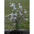 Kép 6/6 - Nagyvirágú liliomfa 125 cm+ (MAGNOLIA STELLATA ”WATERLILY”)