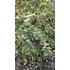 Kép 3/3 - Tarka terülő mirtuszlonc 20-30 cm (Lonicera nitida 'Variegata')