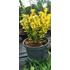 Kép 2/3 - Sárga japán kecskerágó 20-30cm (Euonymus japonica)