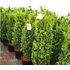 Kép 4/4 - Oszlopos puszpáng 70-100 cm (Buxus Graham Blandy)