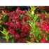 Kép 2/4 - Piros virágú rózsalonc 30-40 cm (WEIGELA FLORIDA "RED PRINCE")