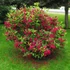 Kép 4/4 - Piros virágú rózsalonc 30-40 cm (WEIGELA FLORIDA "RED PRINCE")