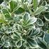 Kép 2/5 - Tarka japán kecskerágó 20-30cm (Euonymus japonicus Bravo)
