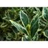 Kép 3/5 - Tarka japán kecskerágó 20-30cm (Euonymus japonicus Bravo)