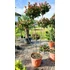 Kép 1/6 - Korallberkenye pom pon formára nyírva 160-180cm EXKLUZÍV (Photinia Red Robin rouge)