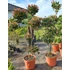 Kép 6/6 - Korallberkenye pom pon formára nyírva 160-180cm EXKLUZÍV (Photinia Red Robin rouge)