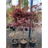 Kép 4/4 - Vöröslevelű japán juhar 80-100 cm - Acer palmatum