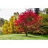 Kép 1/4 - Vöröslevelű japán juhar 80-100 cm - Acer palmatum