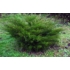 Kép 3/3 - Zöld terülő boróka 40-60cm (Juniperus chinesis mint julep)
