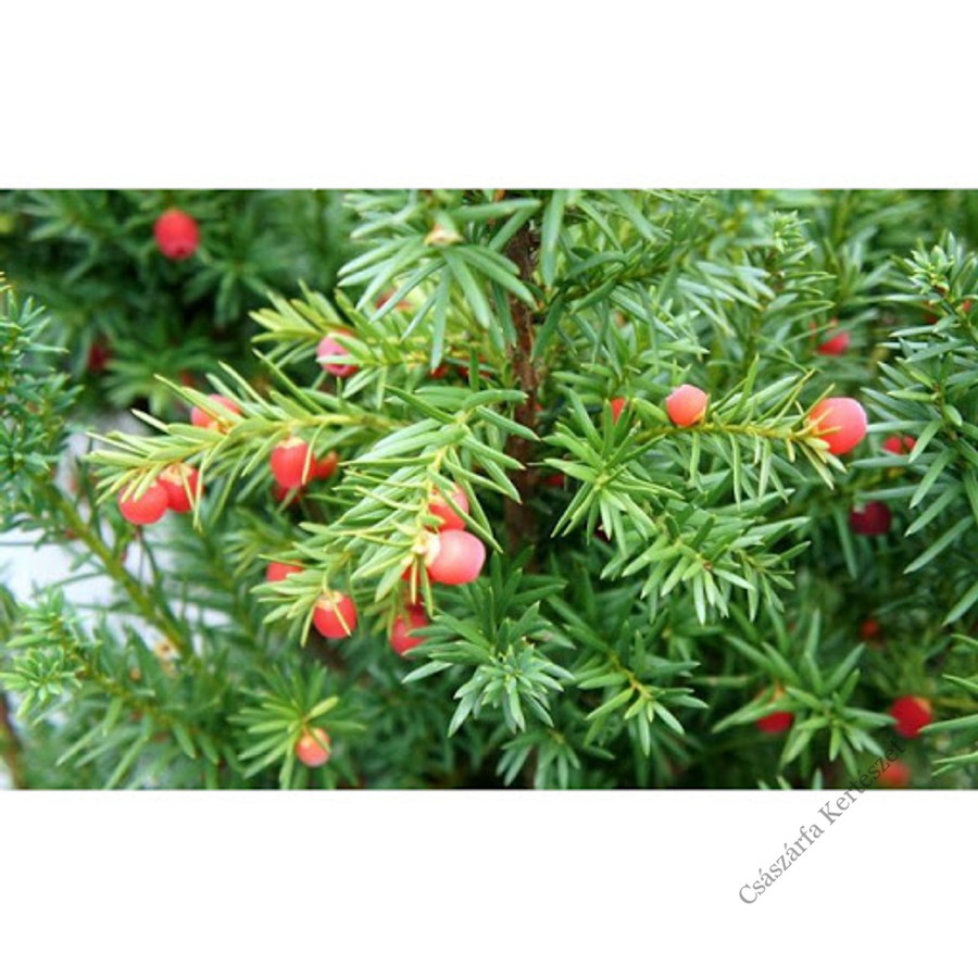 Becher Eibe Taxus Media Hicksii 40-50 Cm  Ideal Als Hecke & Sichtschutz